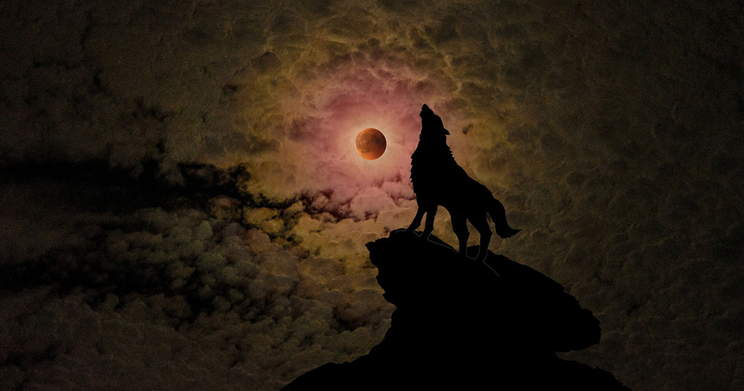 wolf image 1080x